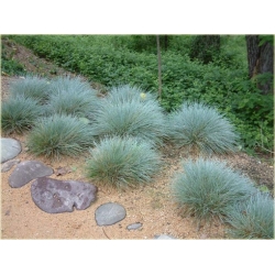 trawa Kostrzewa ametystowa Tr18